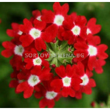 Флокс червено- бял / Phlox Red/White / 1 бр