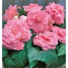 Бегония Лейс Пинк / Begonia Lace Pink / 1 бр