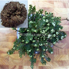 Йерихонска роза /Selaginella lepidophylla / 1 бр