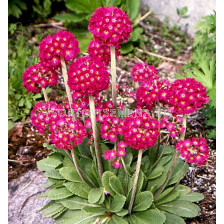 Примула Рубин / Primula Denticulata Rubin / 1 бр