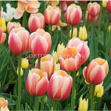 Лале/ Tulipa Marit - 1 бр.
