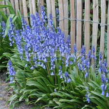 Лъжезюмбюл син /Hyacinthoides Hisp. Blue/ 1 оп-8 бр