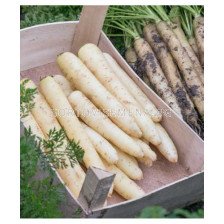 Моркови бели / White Satin F1 / Bejo 