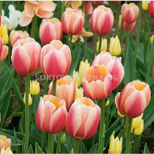 Лале/ Tulipa Marit - 1 бр.