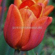 Лале /Tulip Annie Schilder/ 11/12