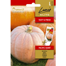 Семена Тиква / PACIFIC GIANT / 'SK -1 оп 3 гр