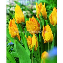 Лале Yoko Parrot