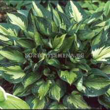 Хоста / HOSTA WHIRLWIND / 1 бр