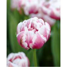 Лале Double Early Melrose - sortovisemena.bg Лале Double Early Melrose