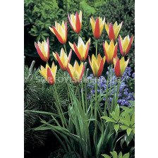 Лале /Tulip Clusiana Cynthia/ 6/7