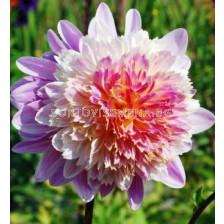 Далия ниска (Dahlia) Take Off