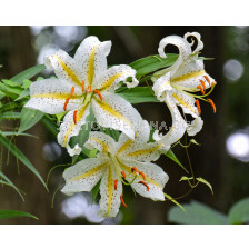 Лилиум  / Lilium species 'Auratum' / 1 бр