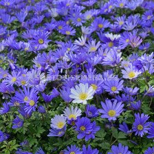 Анемоне /Anemone blanda  Blue Shades / 1 бр