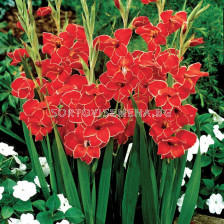 Гладиол мини / Gladiolus Mini Atom / 1 бр