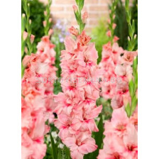 Гладиол (Gladiolus) Adrenalin