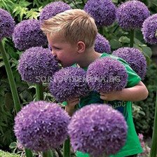 Декоративен лук гигант /Allium Giganteum/ 1 бр