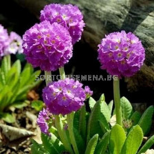 Примула /Primula Denticulata Purple/ 1 бр