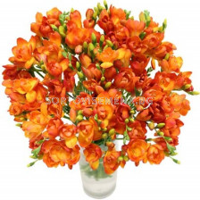 Фрезия /Freesia double orange/ 