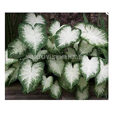 Каладиум Аарон / Caladium  'Aaron'/ 1 бр