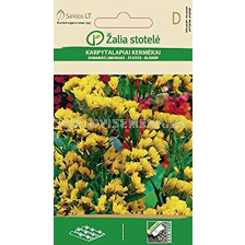 Семена Статица жълта / STATICE / 'SK -1 оп