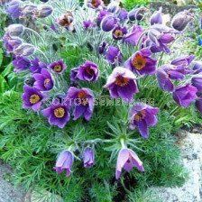 Котенца / Pulsatilla Purple / 1 бр