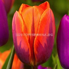 лале Prinses Irene Roze