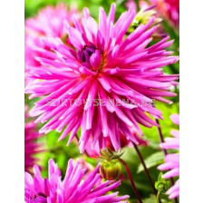 далия Dahlia Cactus Sugar Diamond - 1бр