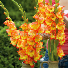 Гладиол Gladiolus Princess Margaret Rose 1 бр