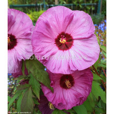 Хибискус XXL /Hibiscus XXL Plum Crazy-1 корен