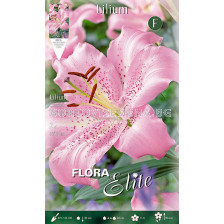 Лилиум / Flora Elite  Lilium oriental Josephine/ 1 оп - 2 бр