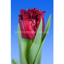 Лале /Tulip Versaci / 10/11
