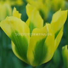 Лале /Tulip Yellow Springgreen/ 11/12