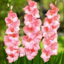 Гладиол /Gladiolus 'Cimarosa' /1 бр