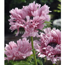 Мак - Papaver Ruffles Patty - 1 бр