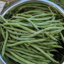 Семена фасул Рошел / Rochelle 