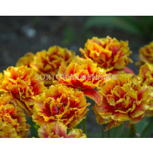 Лале /Tulip Gold Dust/ 11/12
