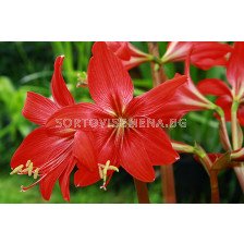 Хипеастрелия /Hippeastrelia 'Red Beauty'/ 5 бр