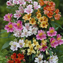 Алстромерия /Alstroemeria Ligtu-Hybrids/ 1 бр