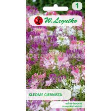 Семена Паяково цвете / Cleome spinosa mixture /LG 1 оп