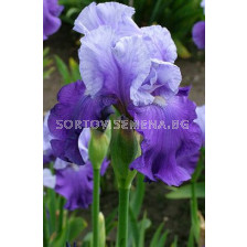 Ирис /Iris Purple/lila/ 1 бр