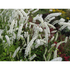 Цимицифуга бяла / Cimicifuga White / 1 бр