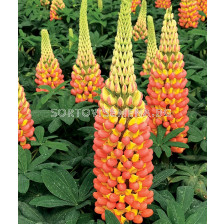 Лупина  / Lupinus Apricot/Yellow / 1 бр