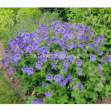 Здравец / Geranium baby blue himalayense / 1 бр