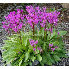 Додекатеон / dodecatheon jeffreyi / 1 бр коренище