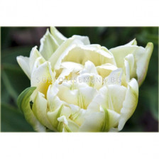 Лале /Tulips 'Cardinal Mindszenty' / 1 бр