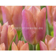 Лале /Tulip Salmon Prince/ 11/12
