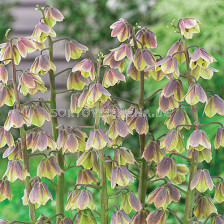 Фритилария / Fritillaria 'Green Dreams' / 1 бр