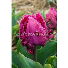 Лале PARROT PRINCE/ 1 бр