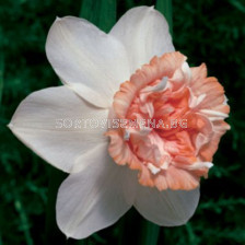 Нарцис /Narcissus Rosy Cloud/ 12/14