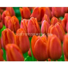Лале triumph cassini 12/+ - Tulip triumph cassini 12/+ - 10 бр